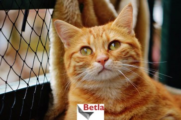 Siatki Radom - Siatka ochronna na balkon, dla kota dla terenów Radomia